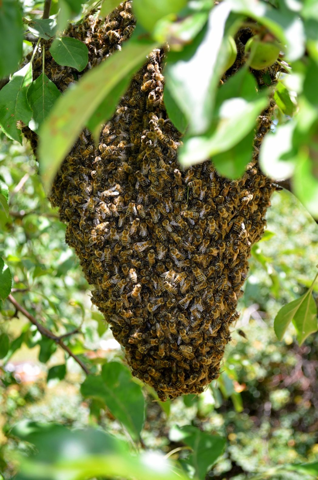 bee_hive – The Birth of Color